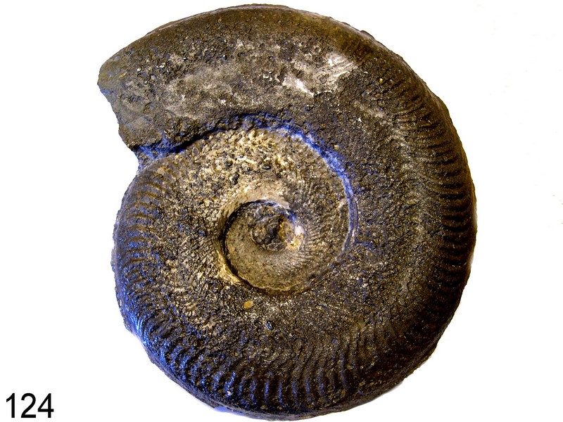 Harpoceras